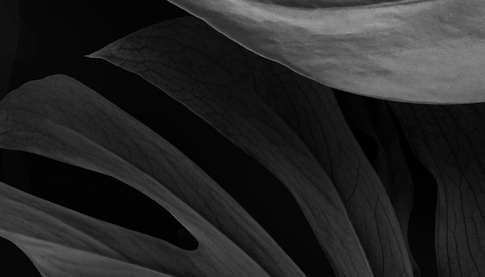 Black botanical, leaf background design