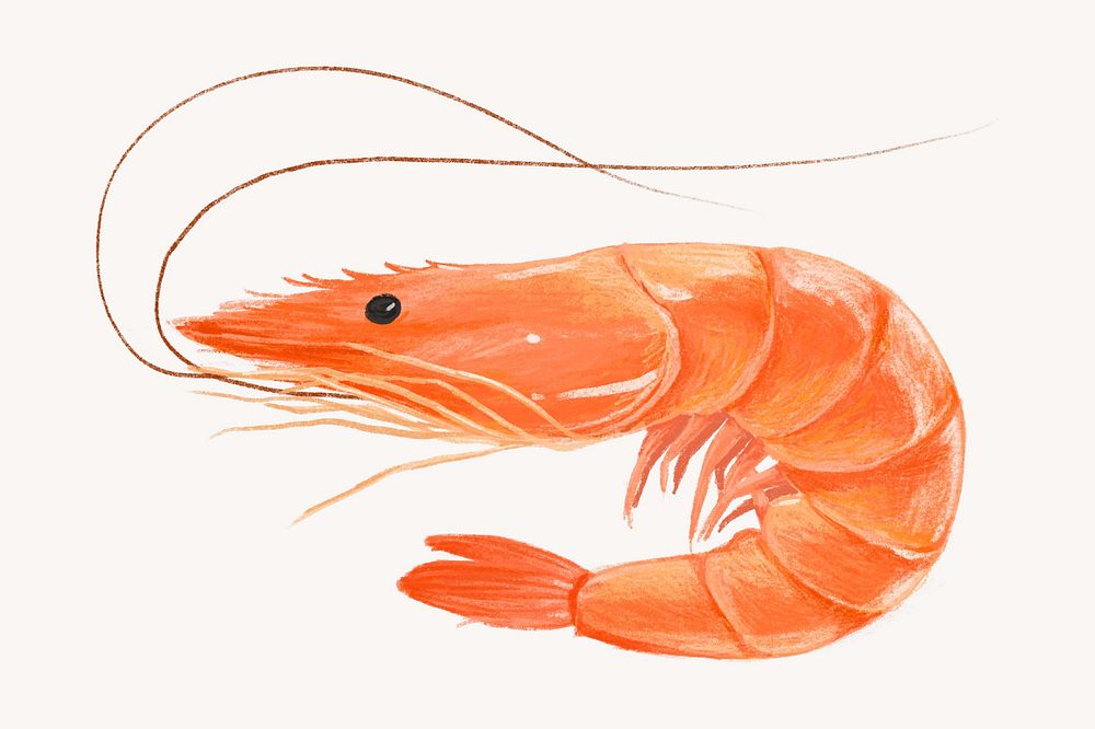 Boiled shrimp, seafood illustration