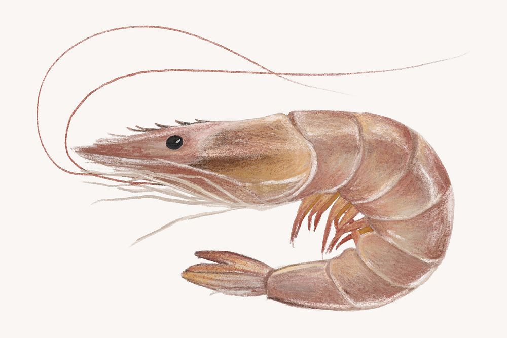 Fresh shrimp, seafood illustration