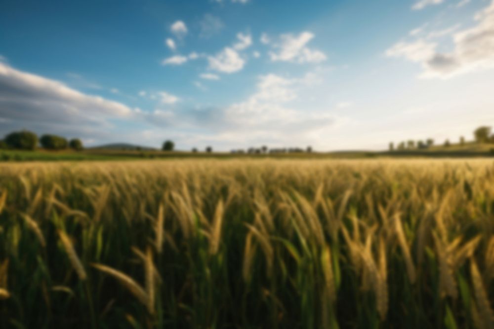 Blurred agriculture wheat farm backdrop, natural light