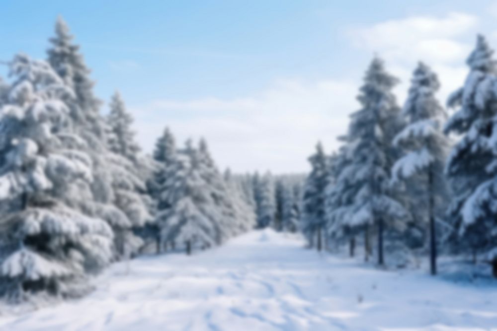 Blurred snowy pine forest backdrop, natural light