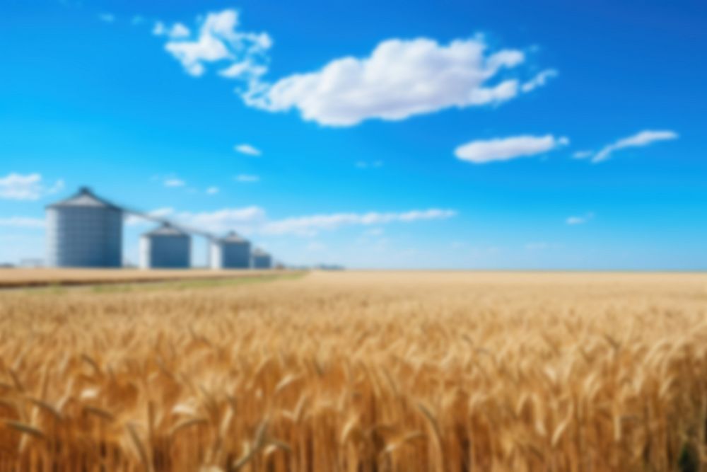 Blurred agriculture wheat farm backdrop, natural light