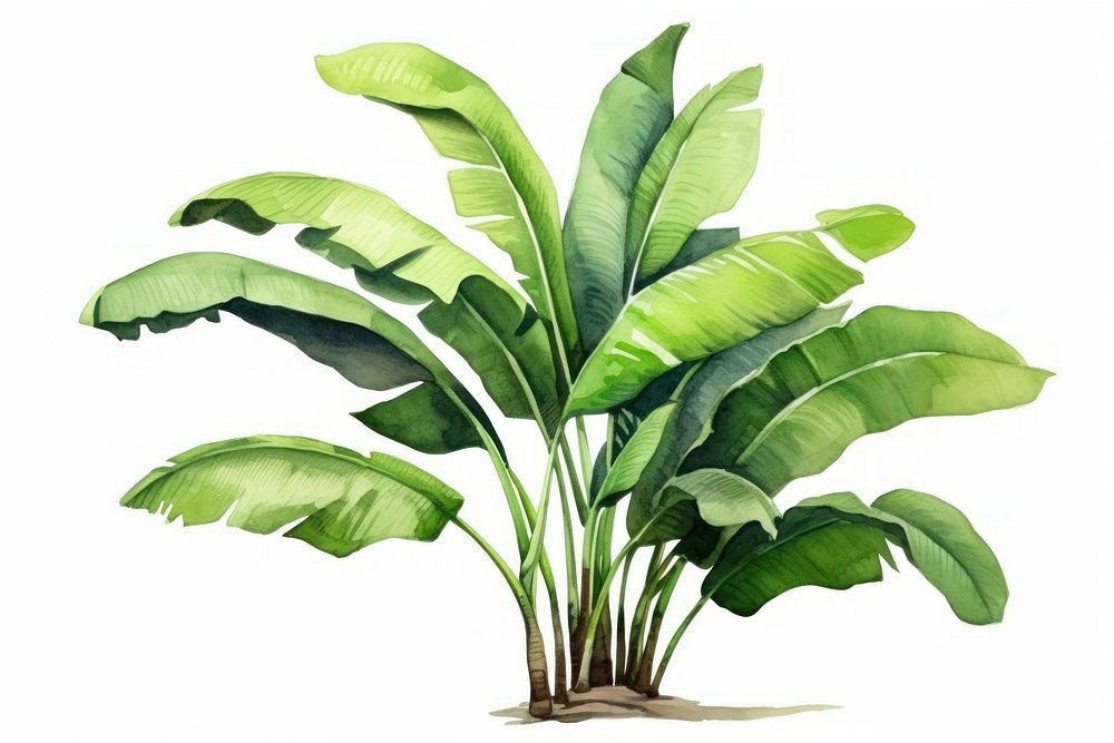 Banana plant green leaf. 