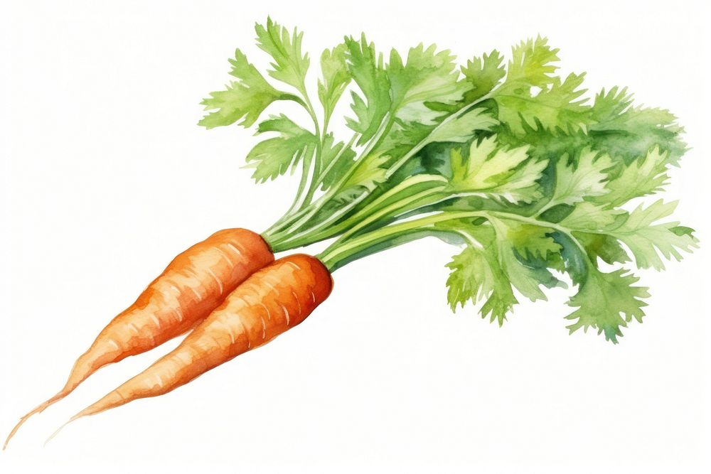 Carrot vegetable produce plant. AI generated Image by rawpixel.