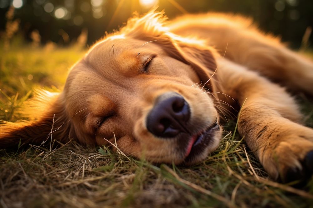 Dog sleeping portrait mammal. AI generated Image by rawpixel.