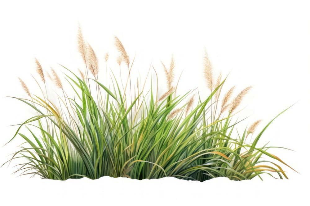 Grass plant tranquility agriculture. AI generated Image by rawpixel.