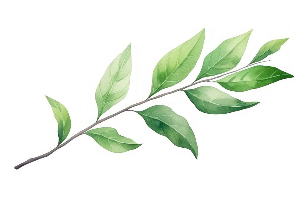 Nature plant herbs leaf. AI generated Image by rawpixel.