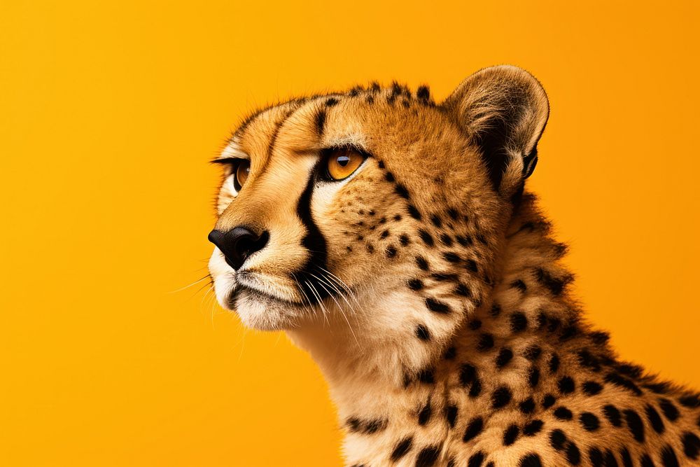 Cheetah wildlife animal mammal. AI generated Image by rawpixel.