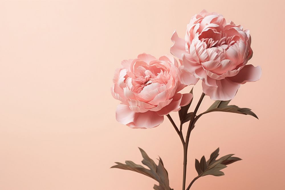 Peony blossom flower petal. 