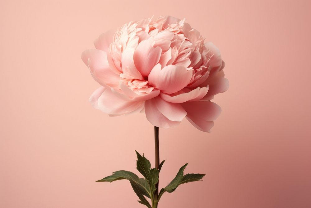 Blossom flower plant peony. AI generated Image by rawpixel.