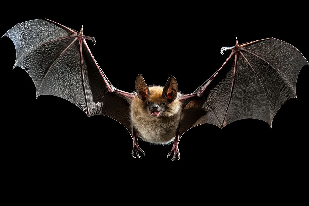 Bat wildlife animal mammal. AI | Free Photo - rawpixel