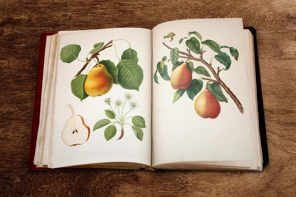 Vintage fruit illustration on sketch book