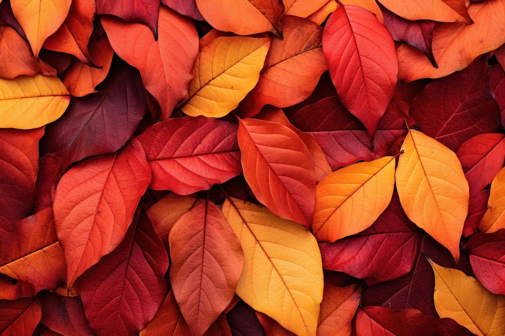 Autumn backgrounds leaves plant. 