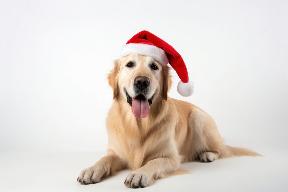 Dog retriever christmas mammal. 