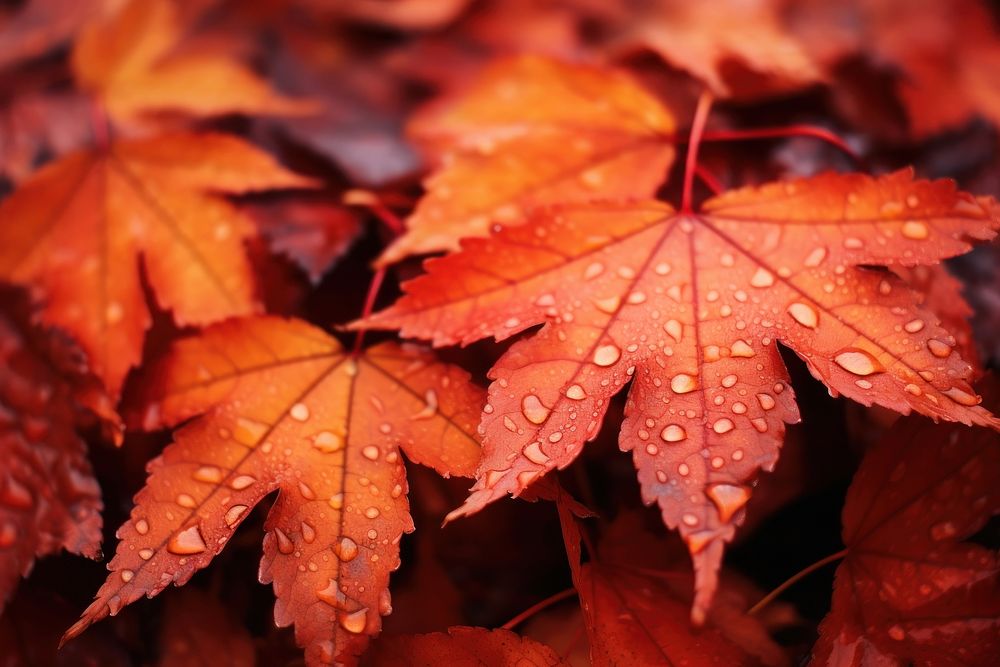 Autumn leaves plant leaf. AI generated Image by rawpixel.