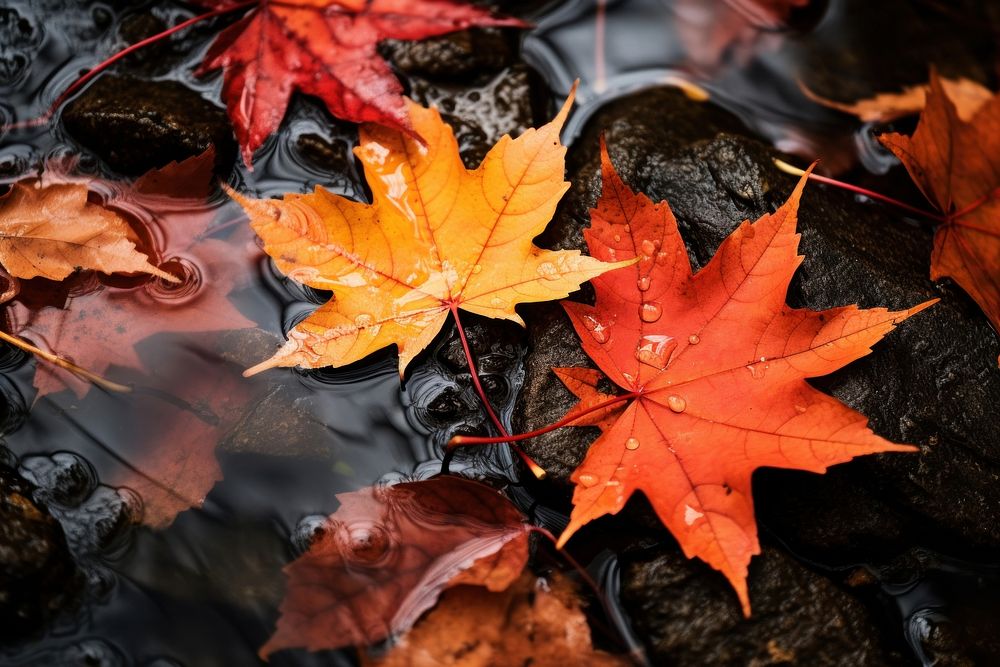 Maple autumn leaves plant. 