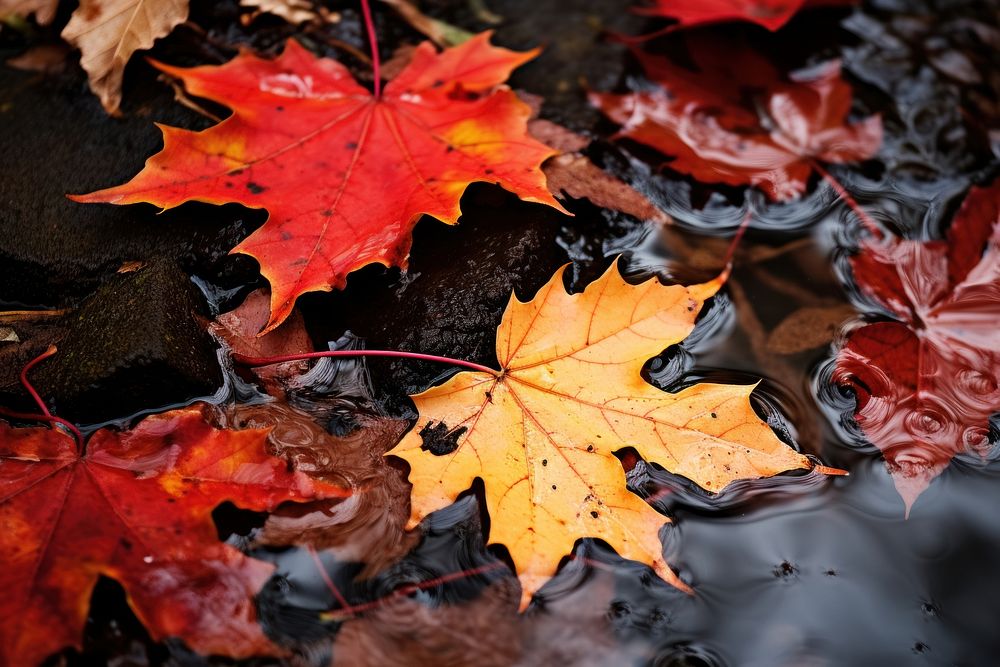 Maple leaves plant leaf. 