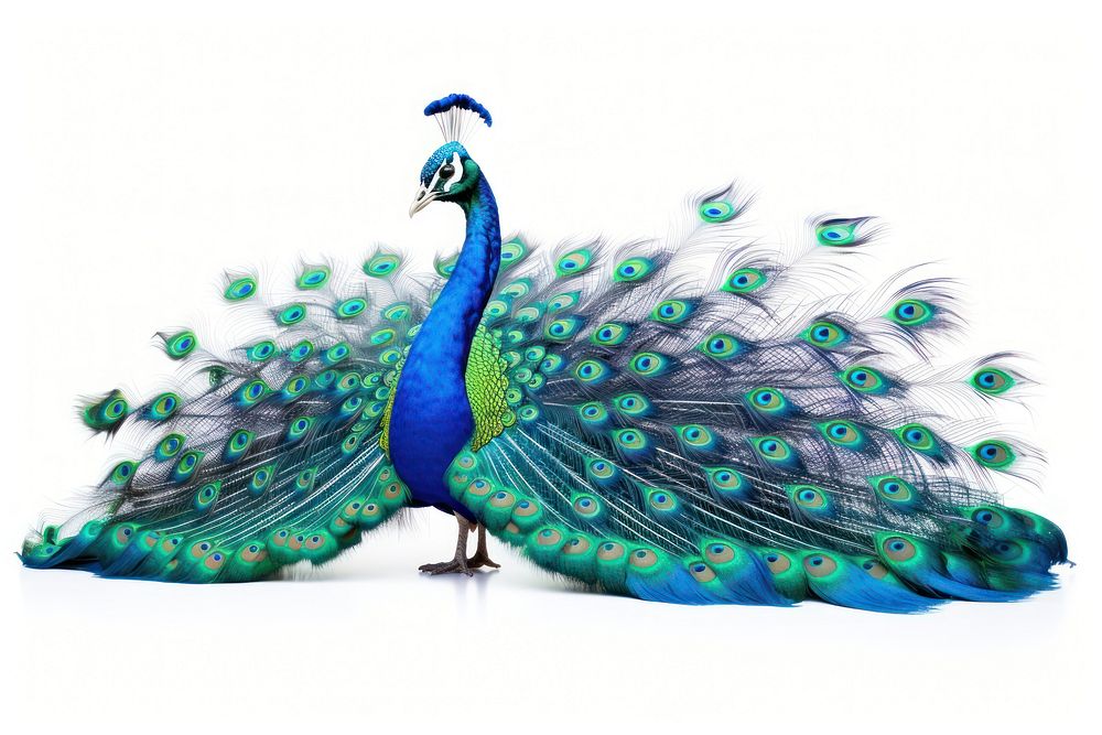 Peacock animal green bird. AI generated Image by rawpixel.