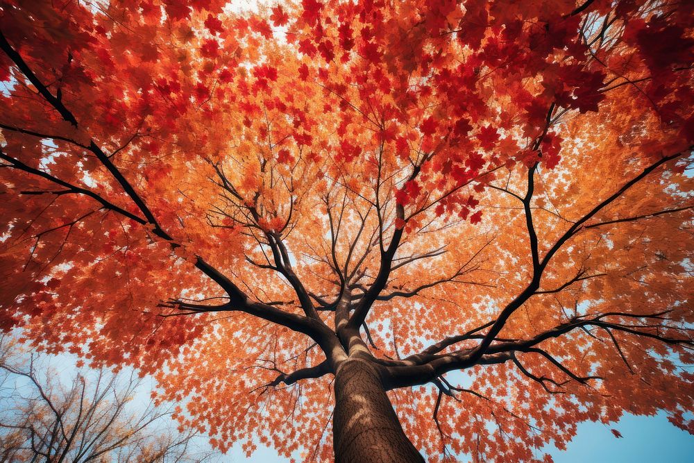 Autumn maple tree plant. AI generated Image by rawpixel.