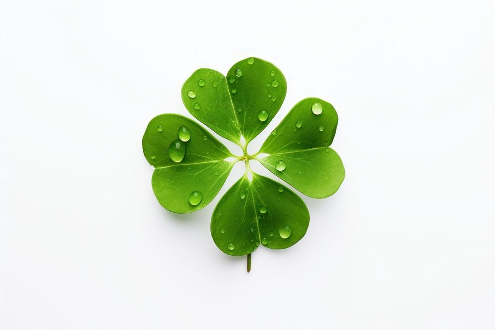 Leaf clover plant green. AI generated Image by rawpixel.