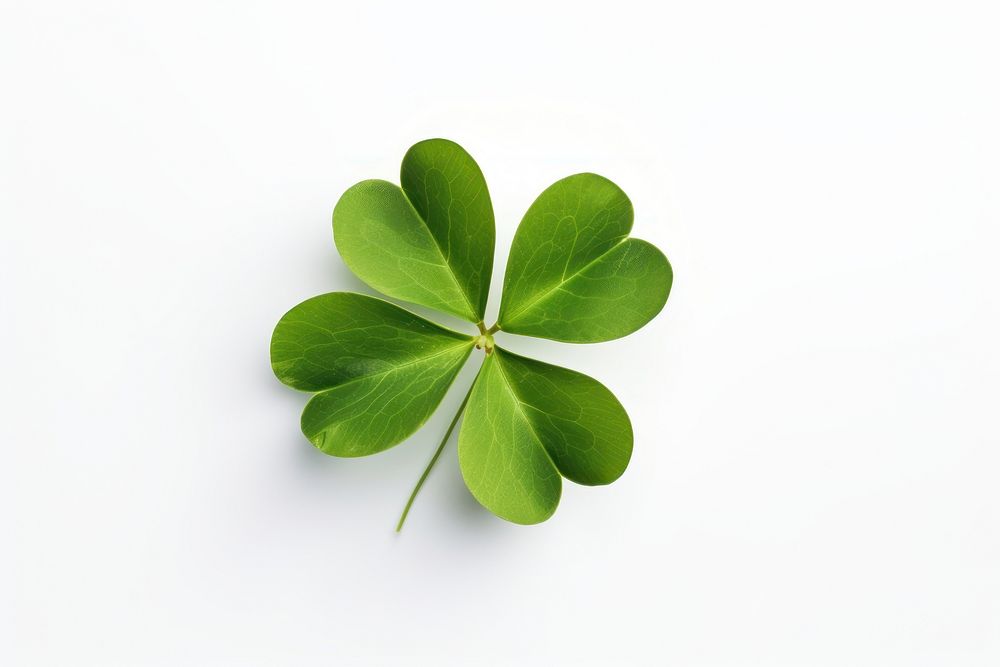 Leaf clover plant white background. AI generated Image by rawpixel.
