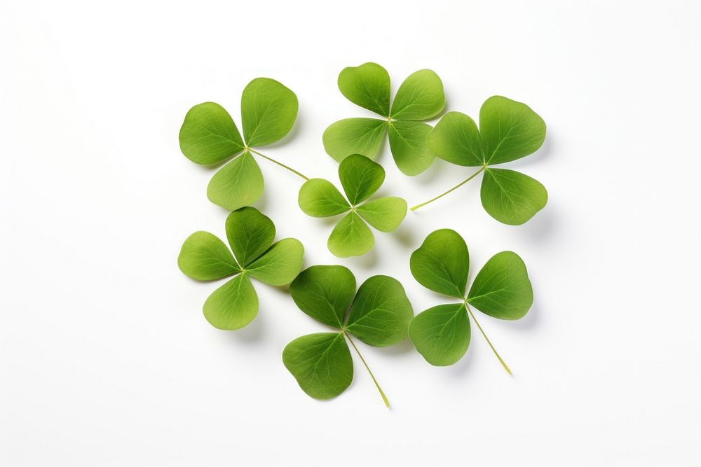Leaf clover plant herbs. AI generated Image by rawpixel.