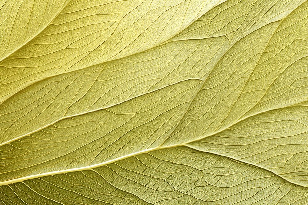 Leaf backgrounds texture plant. AI generated Image by rawpixel.