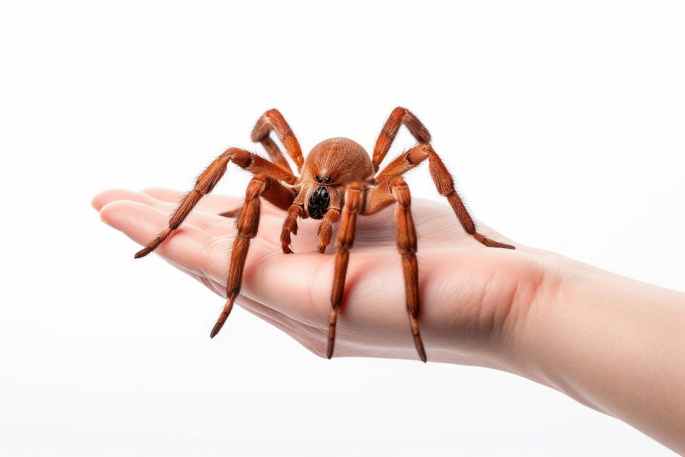 Tarantula arachnid animal insect. AI generated Image by rawpixel.