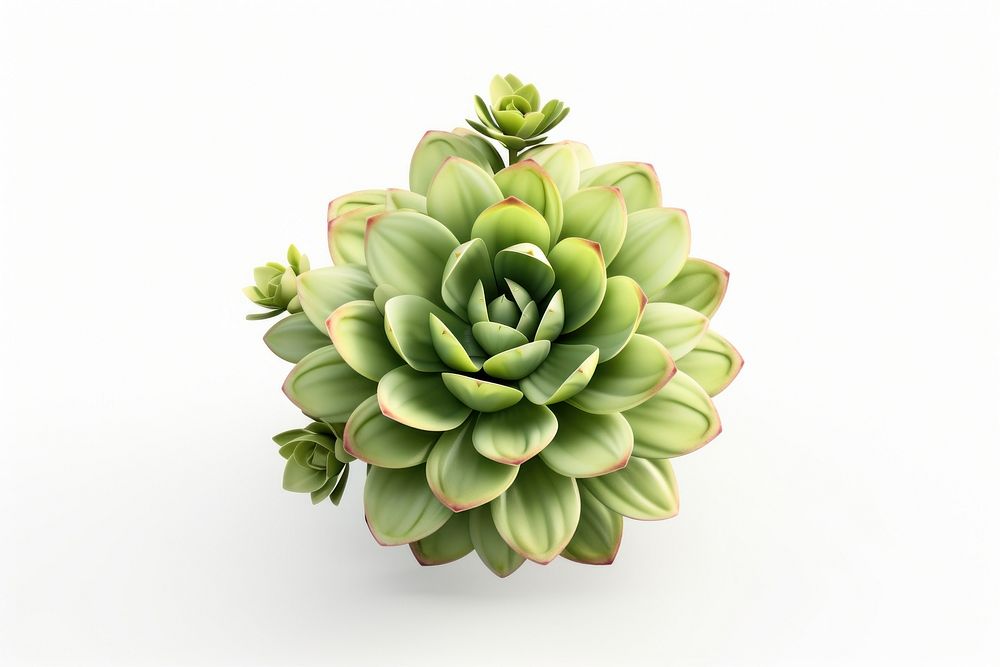 Flower plant green white background. AI generated Image by rawpixel.