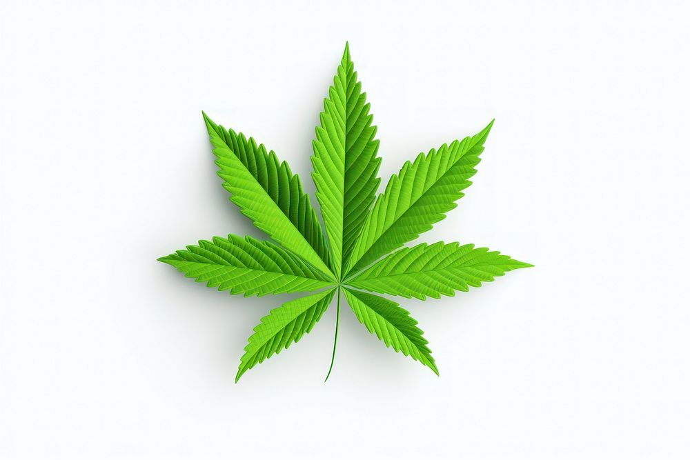 Leaf cannabis plant herbs. AI generated Image by rawpixel.