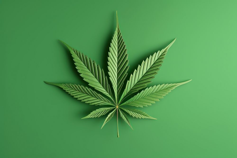 Leaf cannabis plant green. 