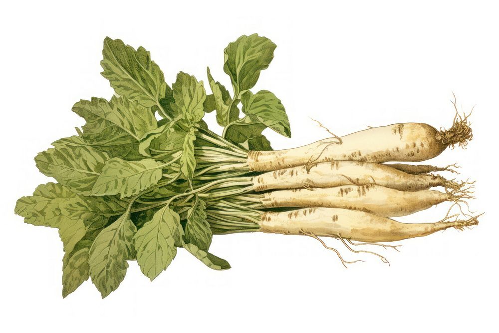 Vegetable radish plant food. AI generated Image by rawpixel.