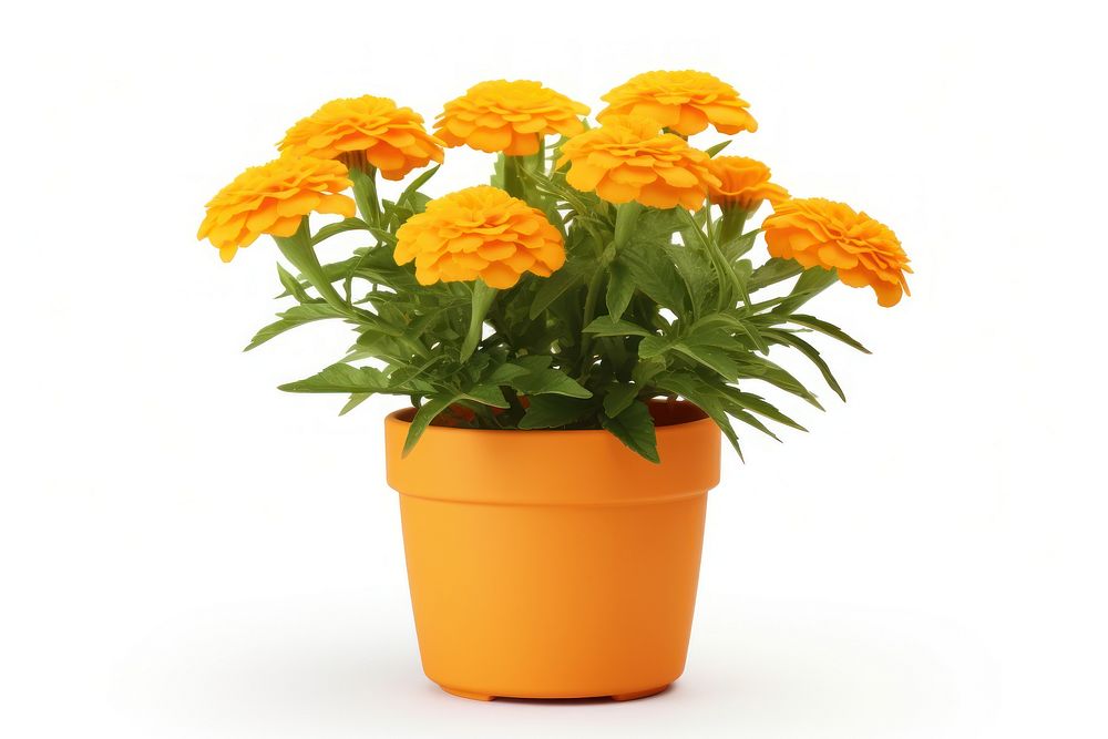 Marigold flower plant white background. AI generated Image by rawpixel.