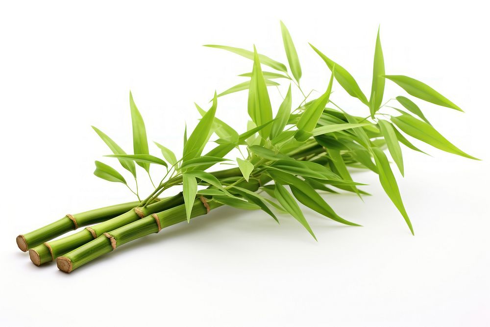 Chinese bamboo plant white background freshness. AI generated Image by rawpixel.