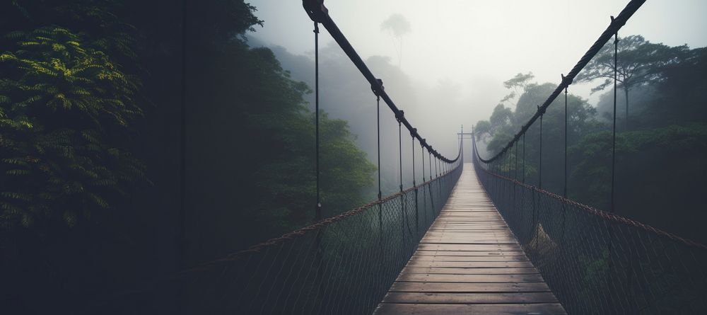 Bridge outdoors nature jungle. 