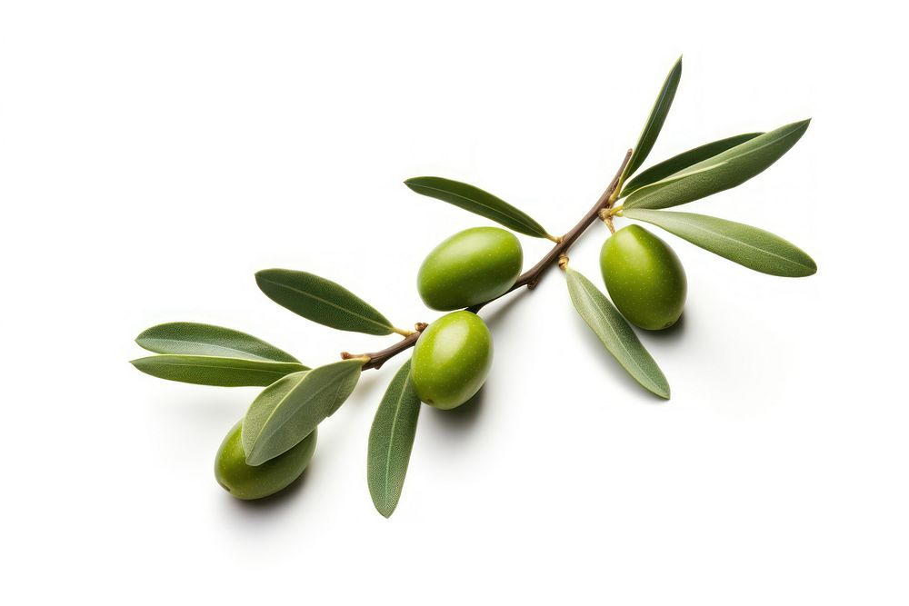 Olive branch plant leaf tree. 