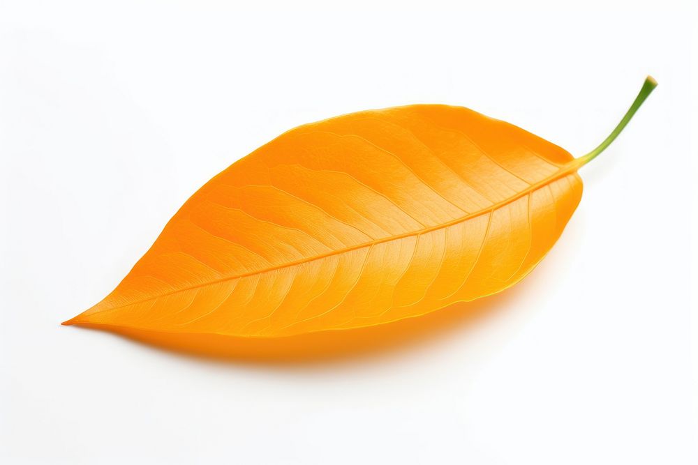 Leaf orange plant petal. AI generated Image by rawpixel.