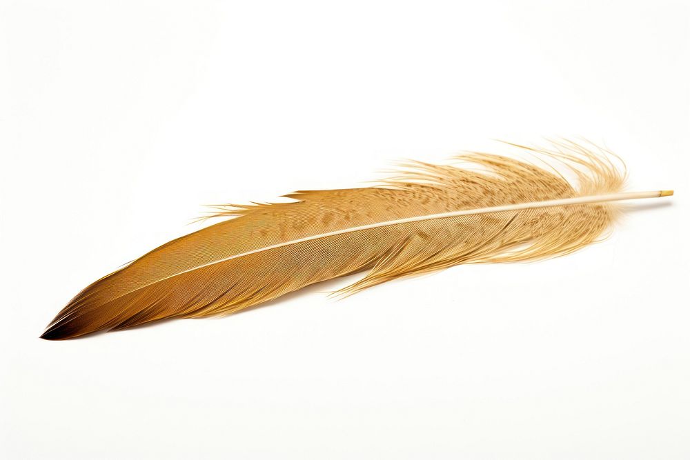 Falcon feather white background lightweight accessories. AI generated Image by rawpixel.