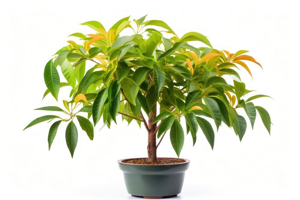 Mango tree bonsai plant leaf. AI generated Image by rawpixel.
