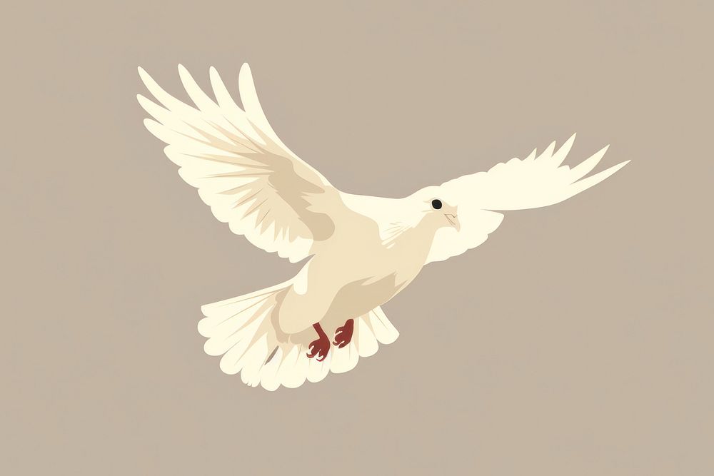 White pigeon flying wildlife animal bird. 