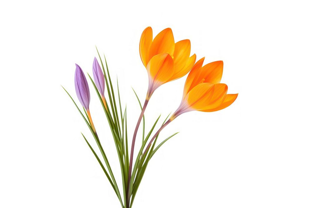Orange crocus flower petal plant inflorescence. AI generated Image by rawpixel.