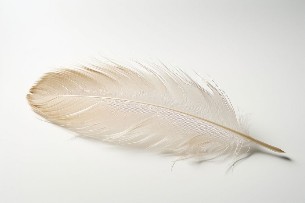 Feather white white background lightweight. AI generated Image by rawpixel.