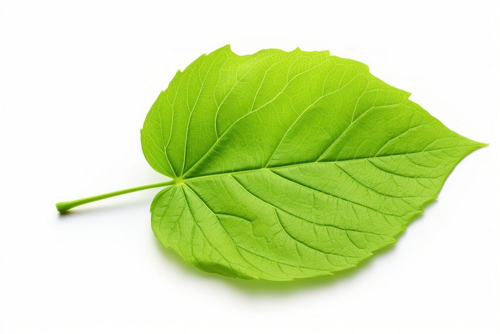 Single Hydrangea leaf plant white background freshness. AI generated Image by rawpixel.