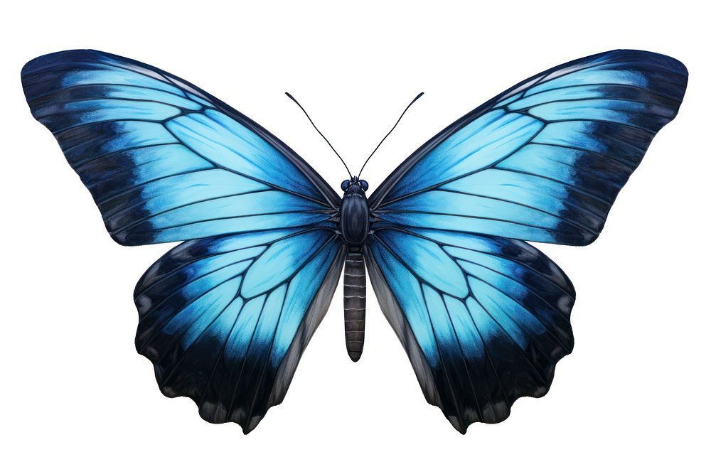 Butterfly animal insect wing. AI generated Image by rawpixel.