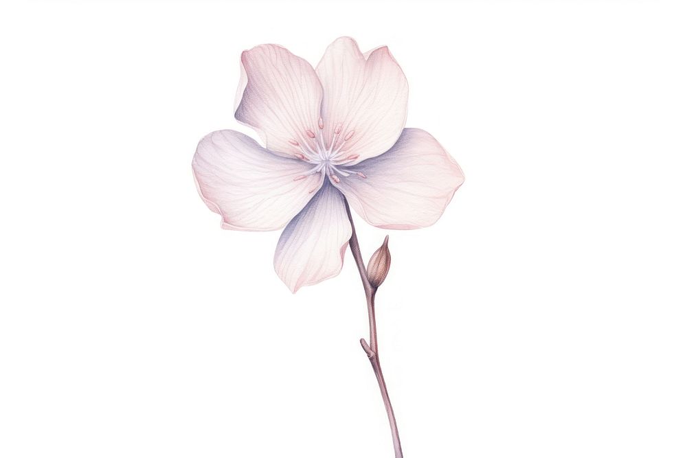 Flower petal plant white. AI | Premium Photo Illustration - rawpixel