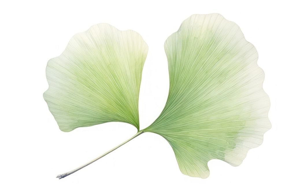 Ginko leaf plant white background freshness. AI generated Image by rawpixel.