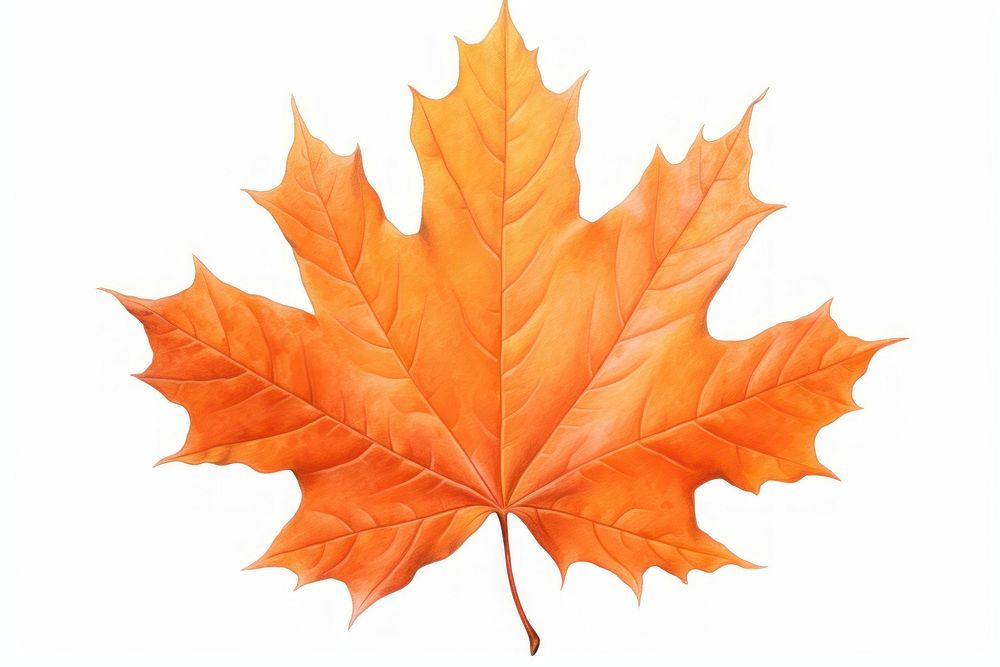 Orange maple leaf plant tree red. AI generated Image by rawpixel.