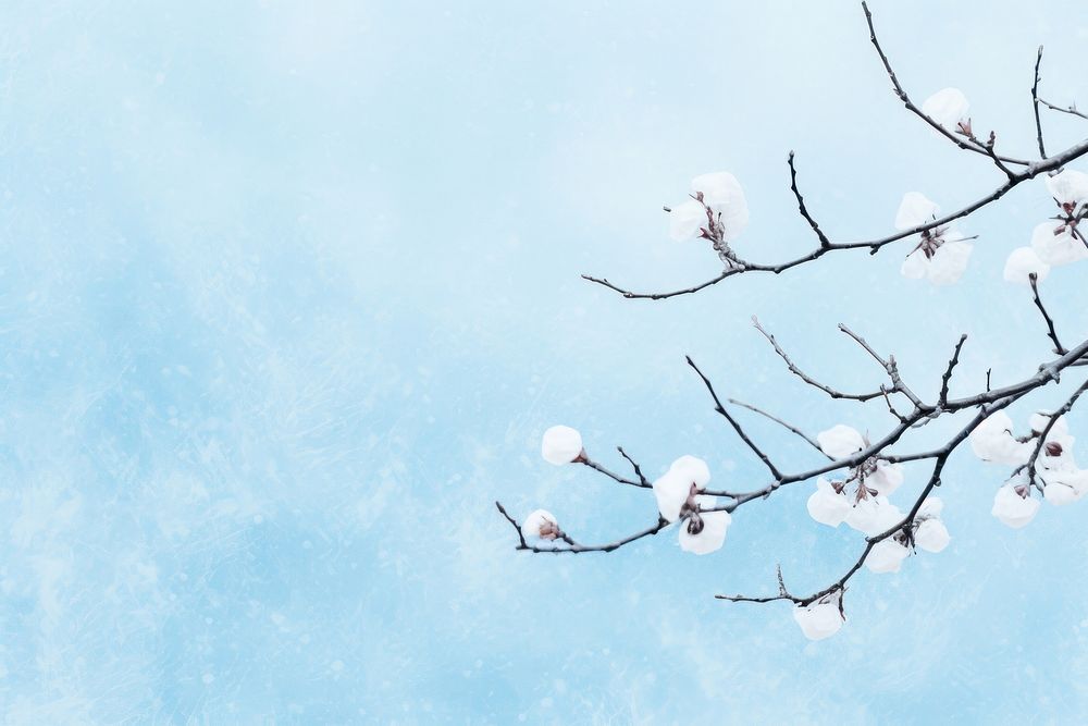 Snow backgrounds outdoors blossom. AI generated Image by rawpixel.