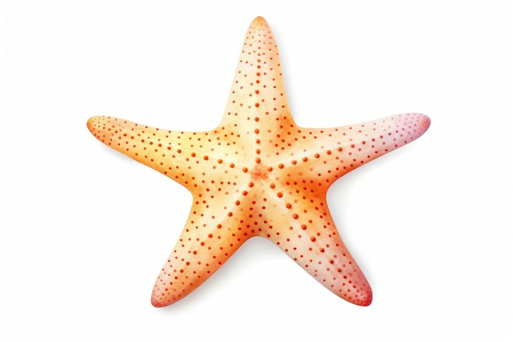 Starfish starfish animal white background. AI generated Image by rawpixel.