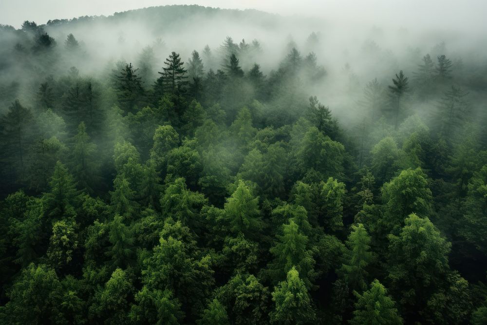 Forest tree vegetation outdoors. 